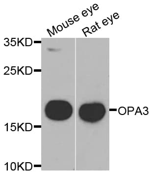 OPA3 Antibody