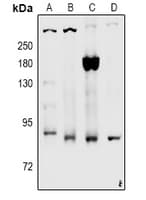 LRP1 / CD91 Antibody