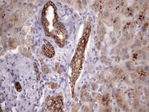 Monoclonal Mouse anti-Human EGLN2 / PHD1 Antibody (clone OTI7H3, IHC, WB)