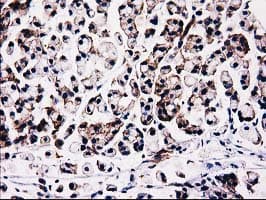 FAM40A Antibody (clone OTI7B8)