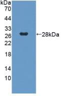 MLST8 / GBL Antibody (aa69-247, Biotin)