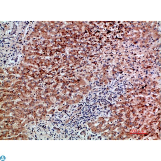 GDF2 / BMP9 Antibody