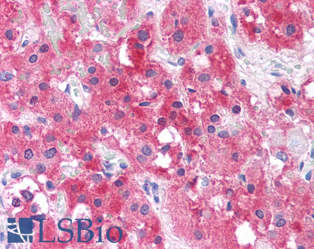 IHC-plus™ EIF5A2 Antibody (aa139-153)