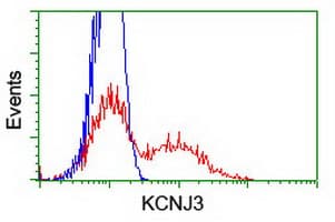 KCNJ3 / GIRK1 Antibody (aa279-501, clone OTI2E4, Carrier-free)