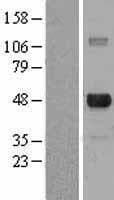 E2F4 Protein (Over-Expression Lysate Myc-DDK (Flag))