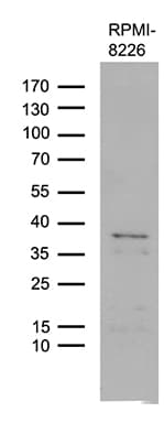Monoclonal Mouse anti-Human FAM170A Antibody (clone OTI3A12, WB)