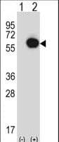 RANGAP1 Antibody (aa20-49)