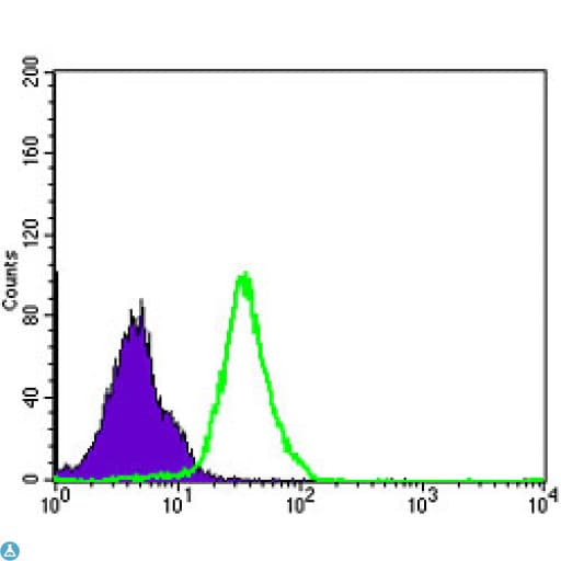 NFKB1 / NF-Kappa-B Antibody