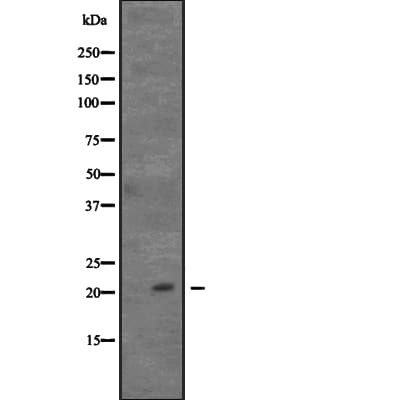 CDC42 Antibody