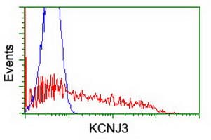 KCNJ3 / GIRK1 Antibody (clone OTI2F2)