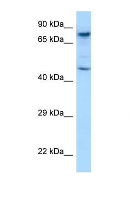 SKIL / SNO / SnoN Antibody (aa542-591)