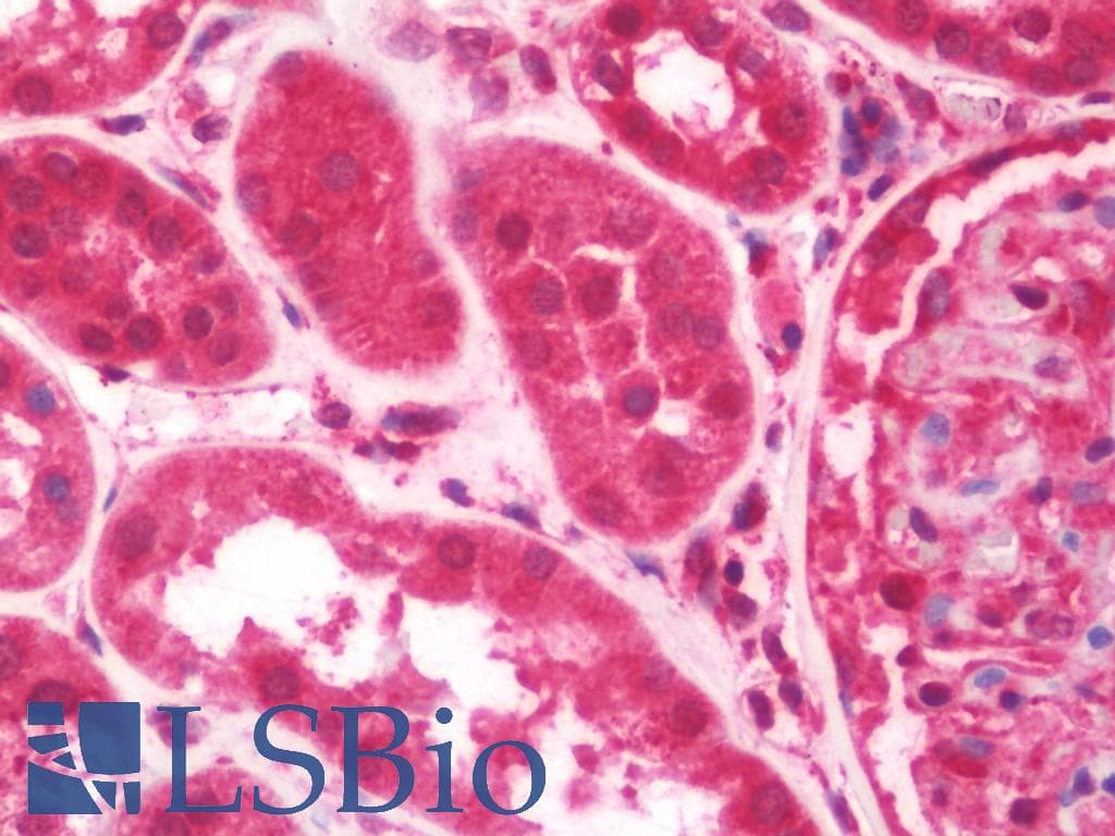 IHC-plus™ ARF5 Antibody