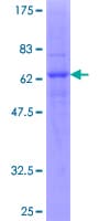 Human CXCR2 Protein (Recombinant GST)