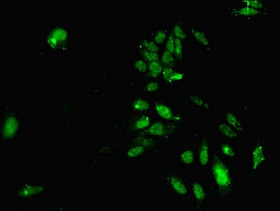 HDAC3 Antibody (aa1-428)