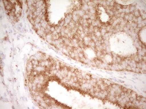 CD40 Antibody (aa21-166, clone OTI8B8)