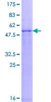 Human PSMB8 / LMP7 Protein (Recombinant GST)