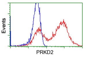 Monoclonal Mouse anti-Human PRKD2 / PKD2 Antibody (clone OTI5A3, IHC, IF, WB)