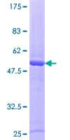 Human RAB43 Protein (Recombinant GST)