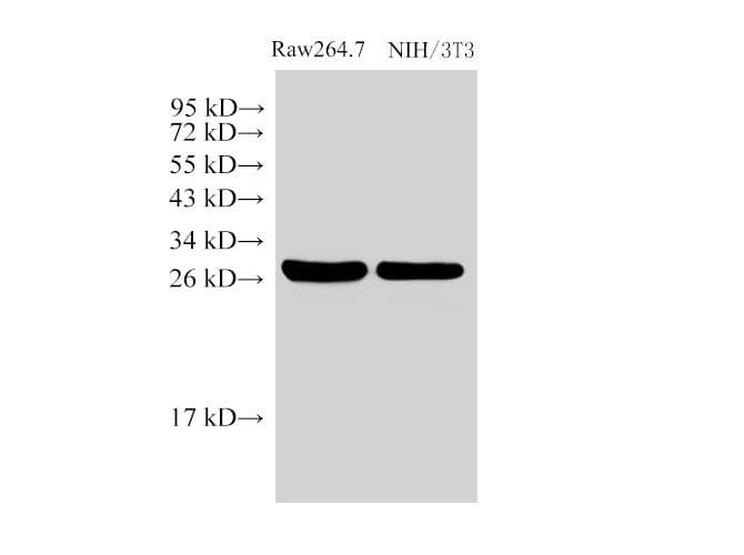 LGALS3 / Galectin 3 Antibody