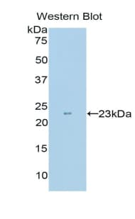 c-Kit / CD117 Antibody (aa343-527, Cy3)
