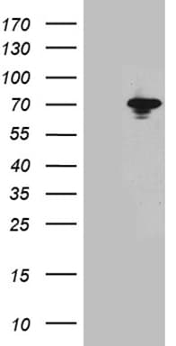Monoclonal Mouse anti-Human HSPA1L Antibody (clone OTI2H3, aa400-641, WB)