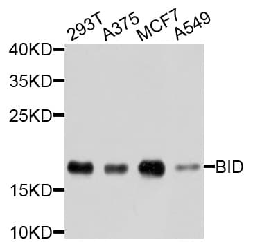 BID Antibody