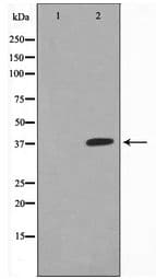 JUNB / JUN-B Antibody
