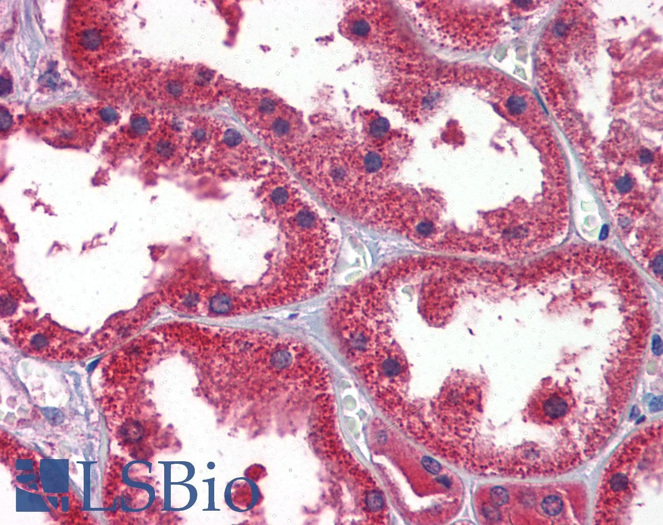 Polyclonal Rabbit anti-Human DDAH1 Antibody (aa108-157, IHC, WB)