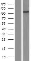 AP2A1 / AP2-Alpha Protein (Over-Expression Lysate Myc-DDK (Flag))