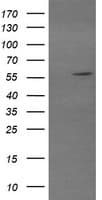 STAF50 / TRIM22 Antibody (clone OTI1A10)