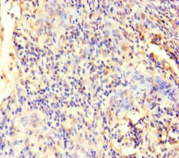 ECEL1 Antibody
