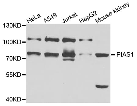PIAS1 Antibody