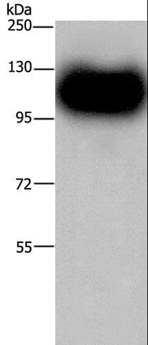 MAG Antibody