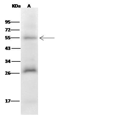 CHEK1 / CHK1 Antibody (Preservative Free)