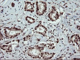 RFC2 / RFC40 Antibody (clone OTI2B2)