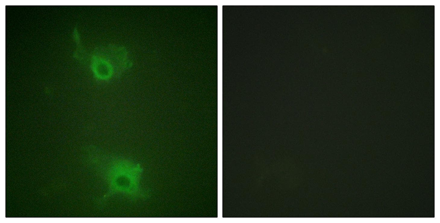 S1PR1 / EDG1 / S1P1 Antibody (phospho-Thr236)