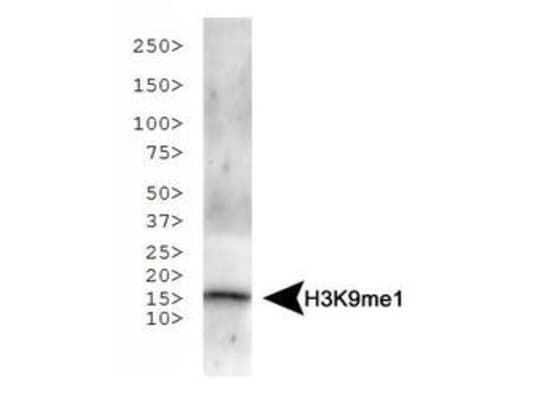 HIST3H3 Antibody (Me-Lys9)