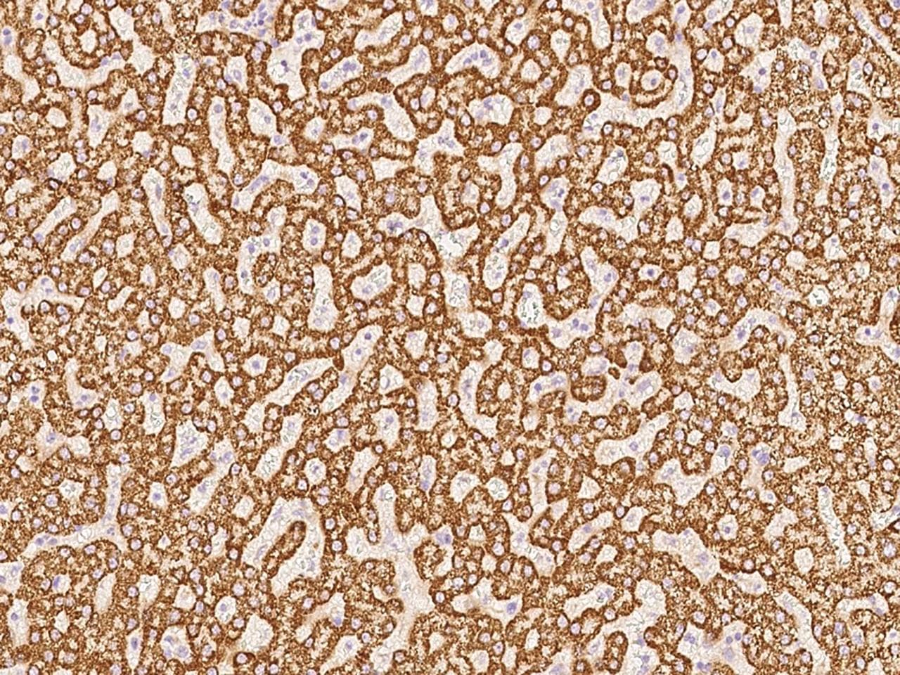 Polyclonal Rabbit anti-Human ACOT13 / THEM2 Antibody (Preservative Free, IHC, WB)