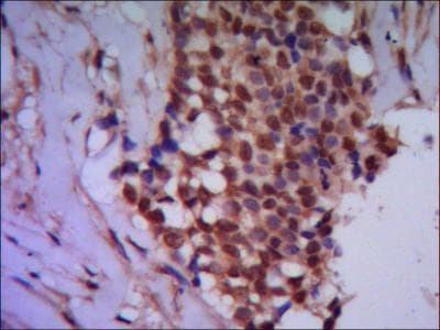 PPP4C Antibody