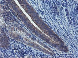 VBP1 Antibody (clone OTI2A3, Carrier-free)