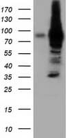 VWA5A Antibody (clone OTI2B3)