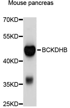 BCKDHB Antibody