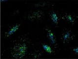 Monoclonal Mouse anti-Rat LAMP1 / CD107a Antibody (clone LY1C6, IF)