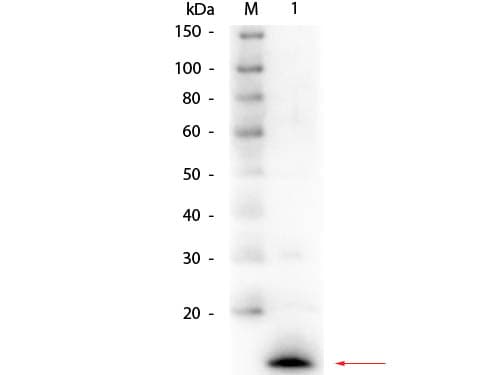 LYZ / Lysozyme Antibody