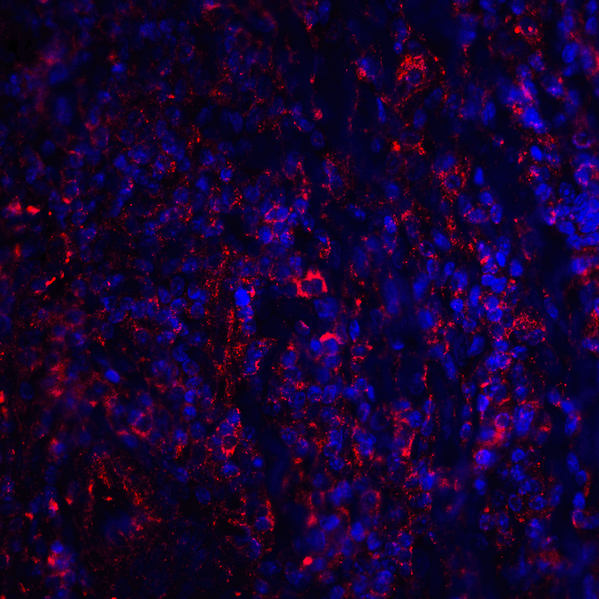CTLA4 / CD152 Antibody (clone 8A1)