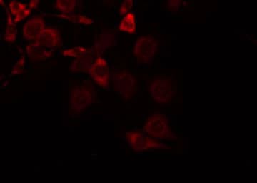 SLC16A13 Antibody