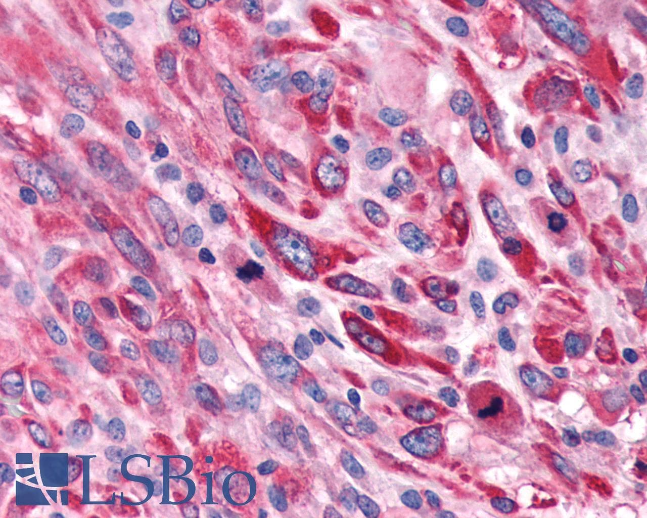 PathPlus™ GPR132 / G2A Antibody (Cytoplasmic Domain)