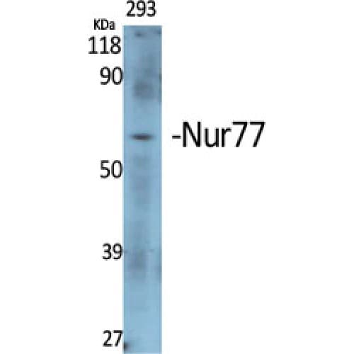 NR4A1 / NUR77 Antibody (290-370 aa)