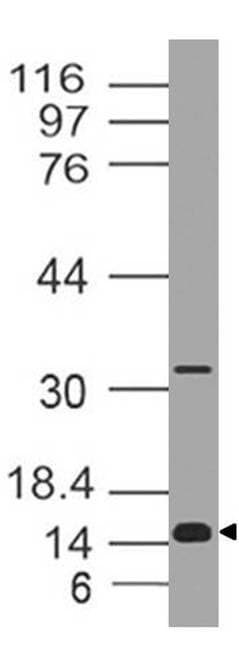 CRABP2 Antibody