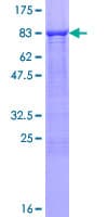 Human HFH-4 / FOXJ1 Protein (Recombinant GST)